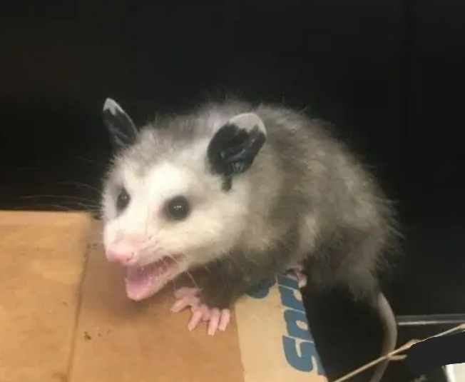 opossum