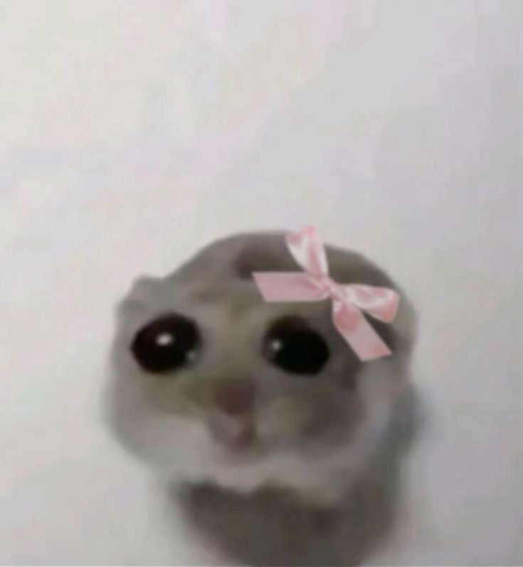 hamstercoquette