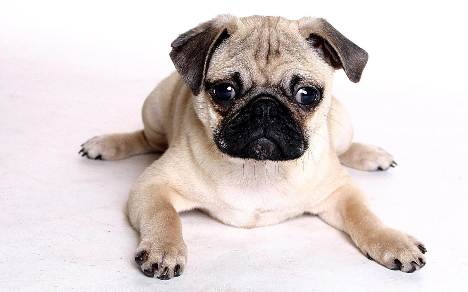 pug