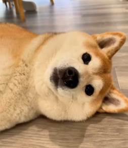 sleepingdoge
