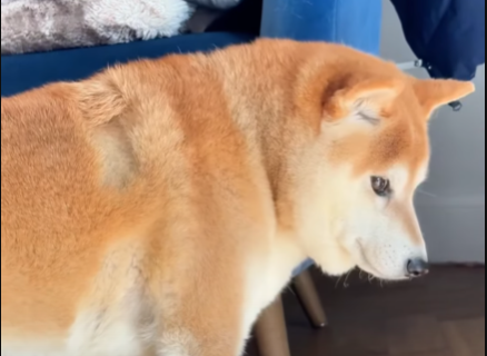 confuseddoge