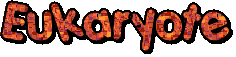 eukaryote