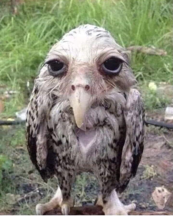 owl