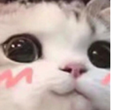 cutecat