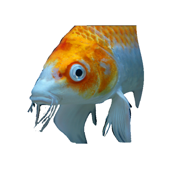 koifish