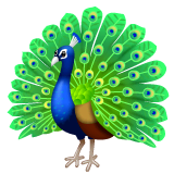 peacock