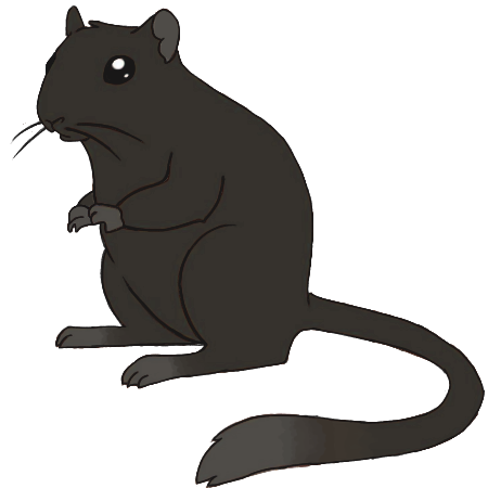 gerbil