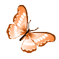 orangebutterfly