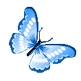 bluebutterfly