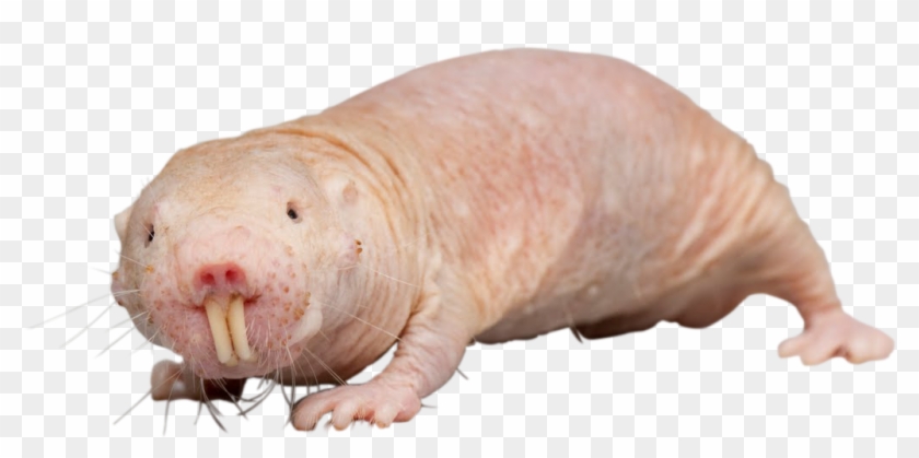 molerat