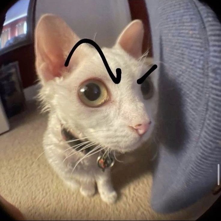 therockscat