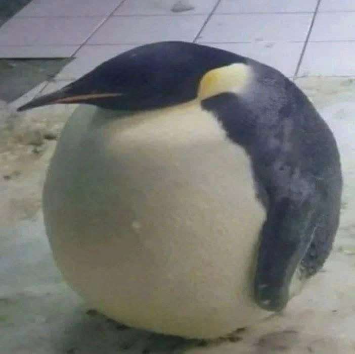 penguin
