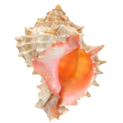 seashell