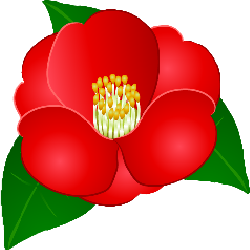 camelliaflower