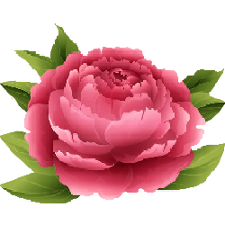 camelliaflower