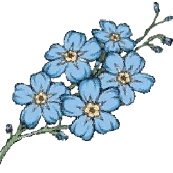 forgetmenotflowe