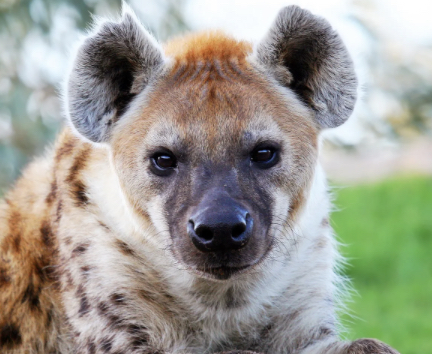 hyena