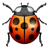 ladybug