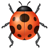 ladybug