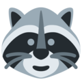 raccoon
