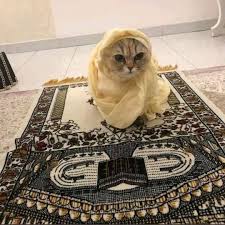 islamiccats
