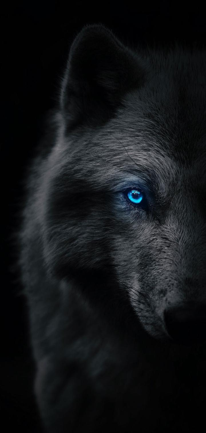wolf