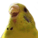 screm