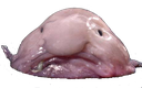 blobfish
