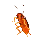 cucaracha