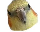 coolbird