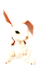 t8hrabbit