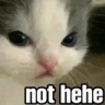 catnothehe