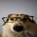 nerddog