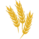wheat