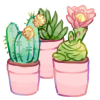 cccutecactus