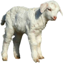 lamb0
