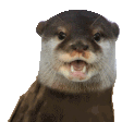 rareotter