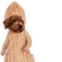 peanutciphersdog