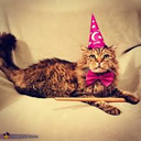 wizardcat