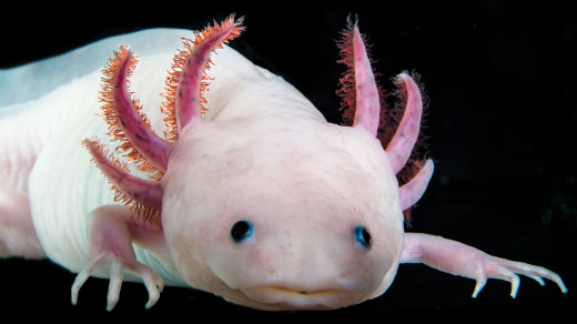 axolotl