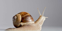 snail11