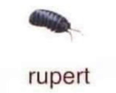 rupert