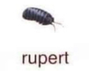 rupert9