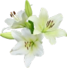 lilies