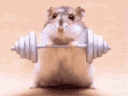 hamsterweights