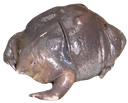 indianpurplefrog