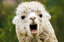llama