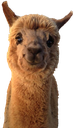 llama43