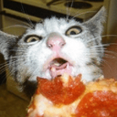 pizzacat