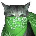 greenbandanacat